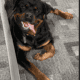AKC Rottweiler Puppy Ready For Her New Home
